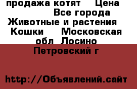 продажа котят  › Цена ­ 15 000 - Все города Животные и растения » Кошки   . Московская обл.,Лосино-Петровский г.